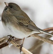 Junco ardoisé