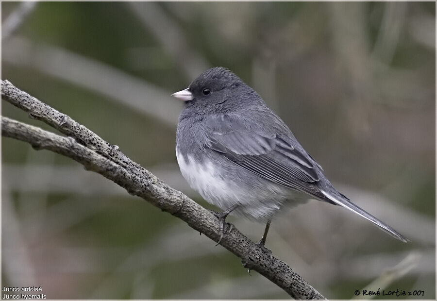 Dark-eyed Junco male adult breeding