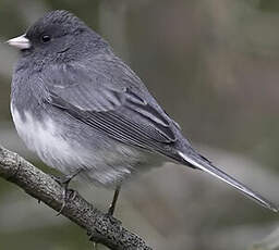 Junco ardoisé