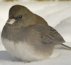 Junco ardoisé