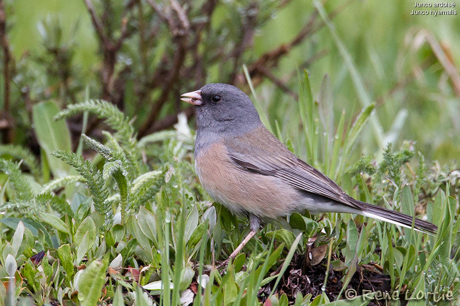 Junco ardoisé mâle adulte, identification