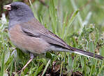 Junco ardoisé