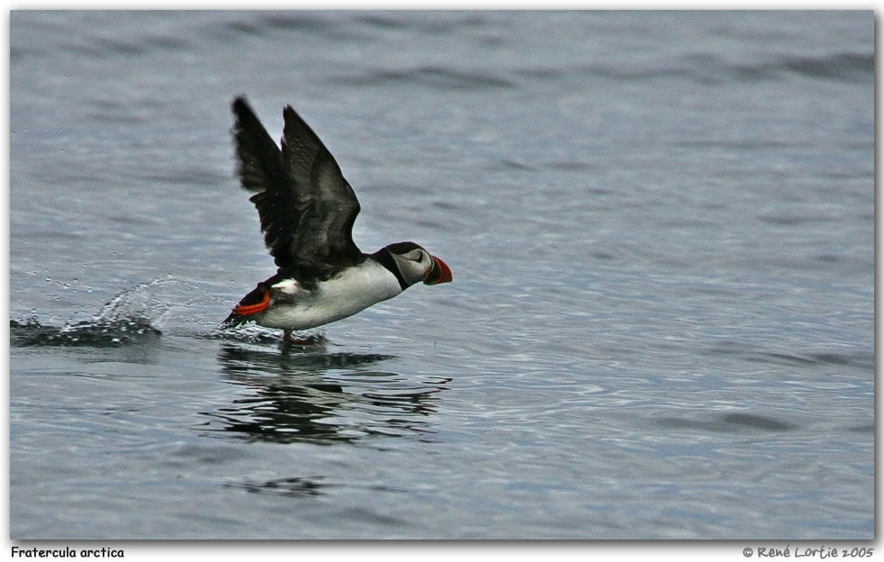 Atlantic Puffin