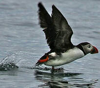 Atlantic Puffin