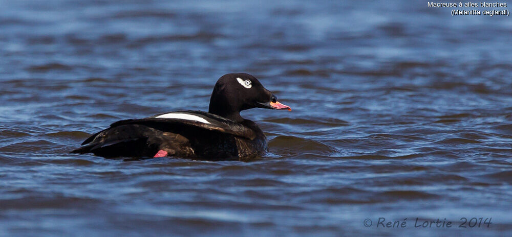 White-winged Scoter male adult breeding