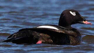 White-winged Scoter