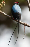 Long-tailed Manakin