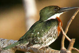 Amazon Kingfisher