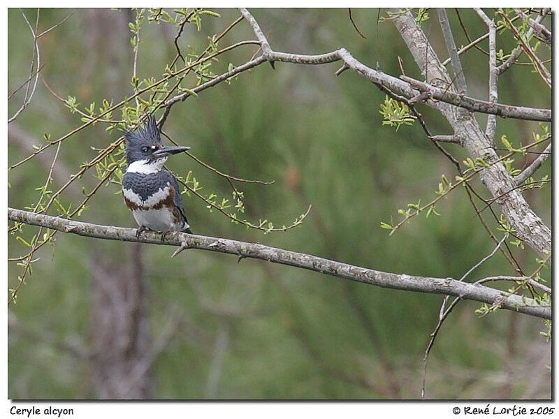 Belted Kingfisher