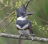 Belted Kingfisher