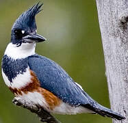 Belted Kingfisher