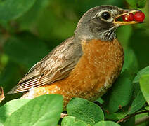 American Robin