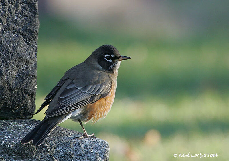 American Robin