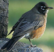 American Robin