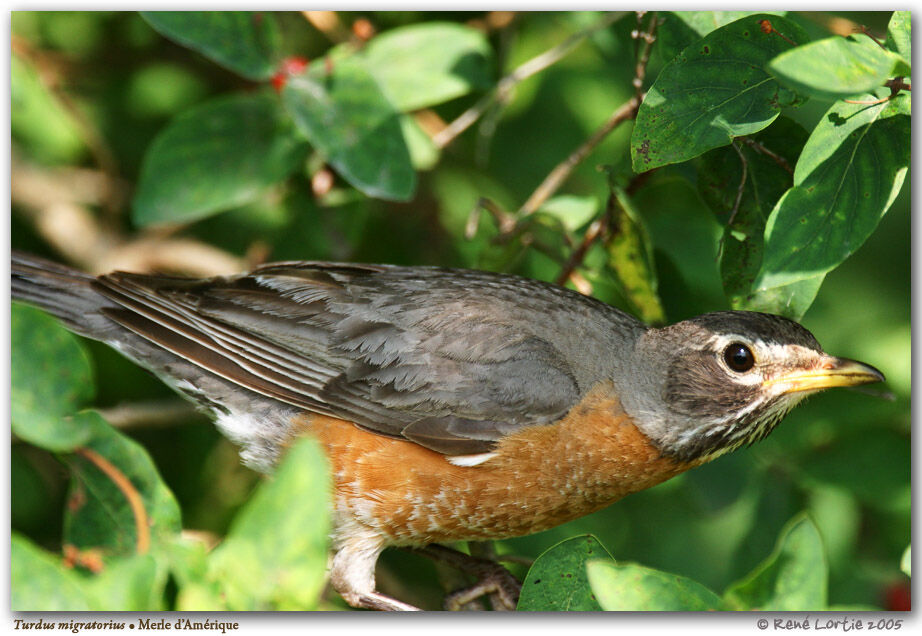 American Robin