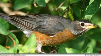 American Robin