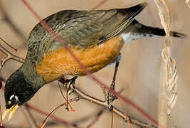 American Robin