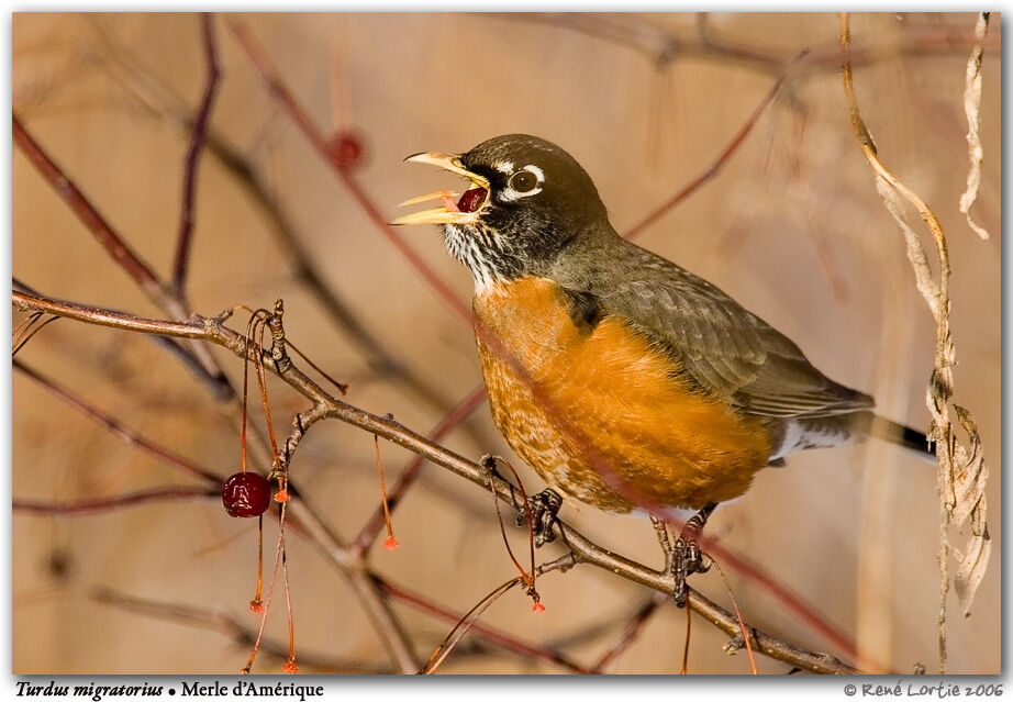 American Robin