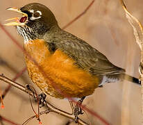 American Robin