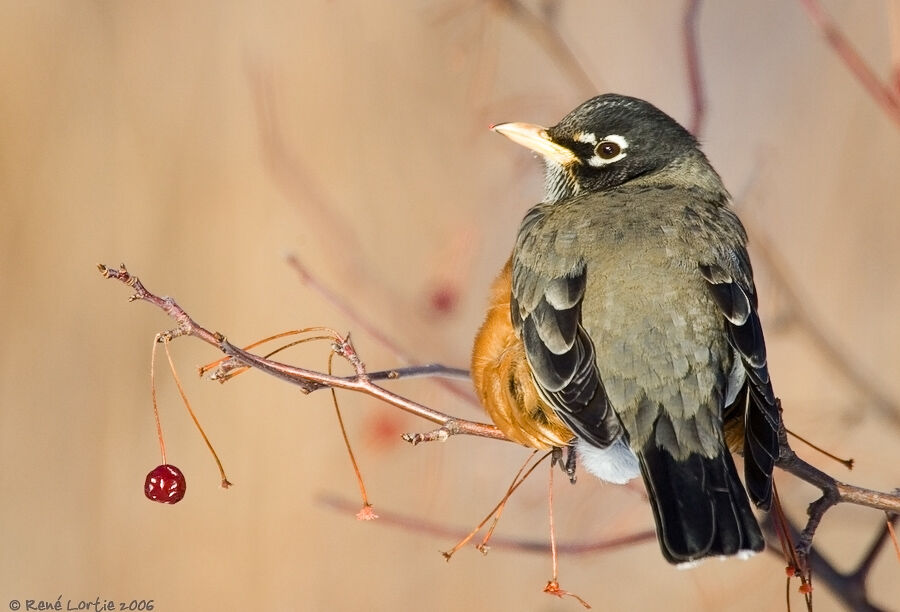 American Robin