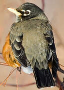 American Robin