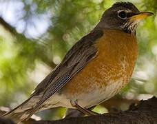 American Robin