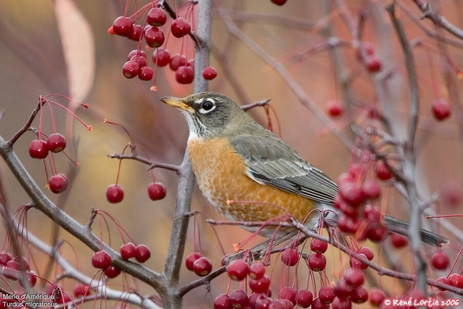 American Robin