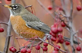 American Robin