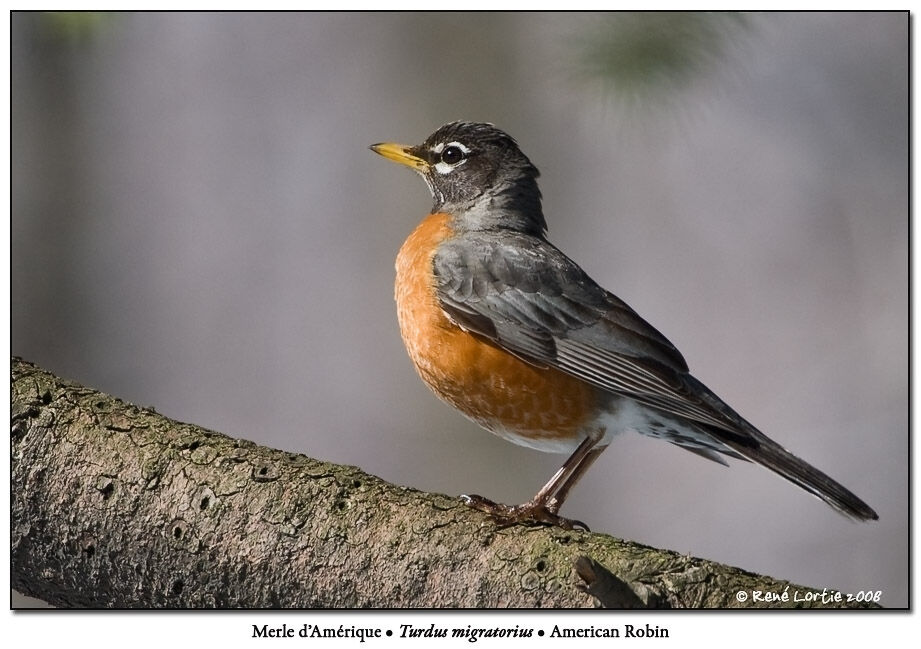 American Robin