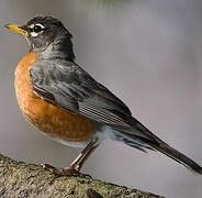 American Robin