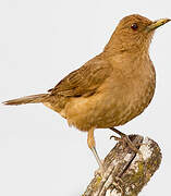 Clay-colored Thrush