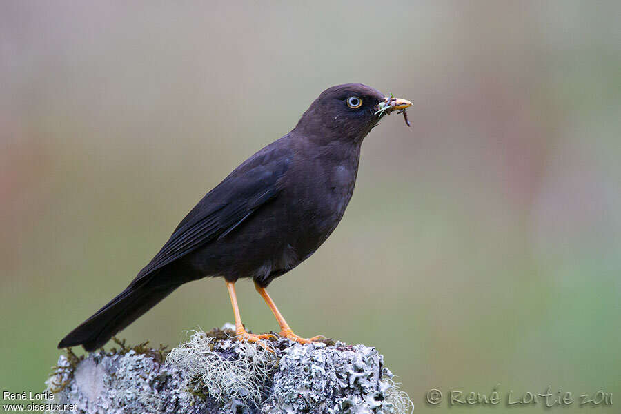 Sooty Thrush male adult, Reproduction-nesting