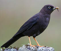 Sooty Thrush