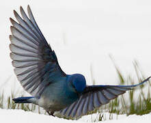 Mountain Bluebird