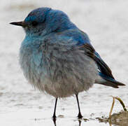 Mountain Bluebird