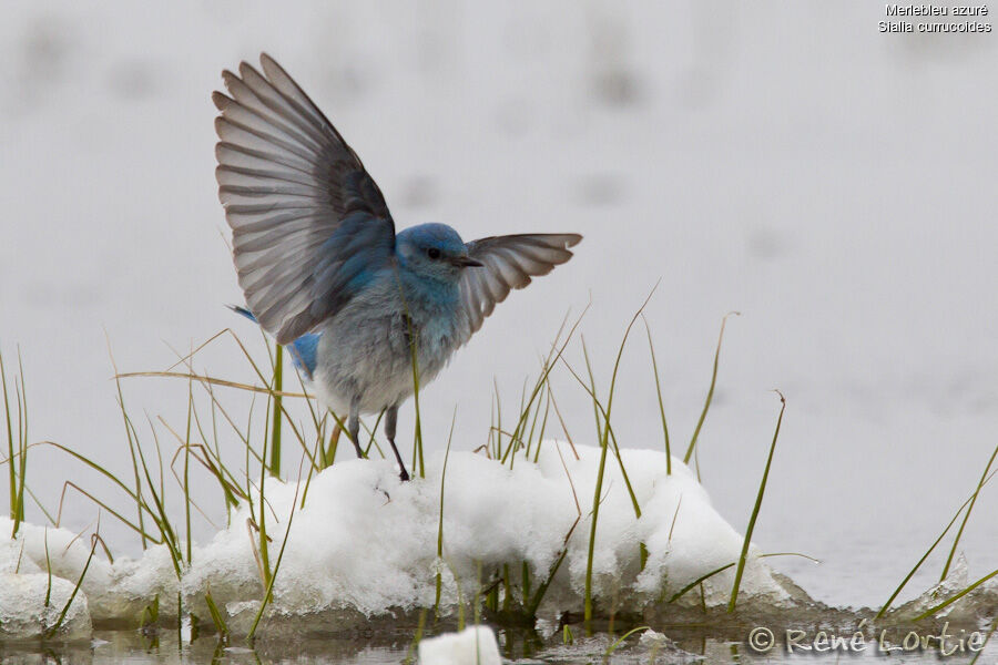 Mountain Bluebird male, identification