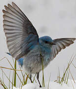 Mountain Bluebird