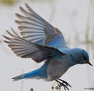 Mountain Bluebird