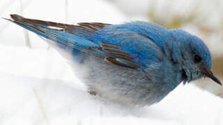 Mountain Bluebird