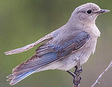 Mountain Bluebird