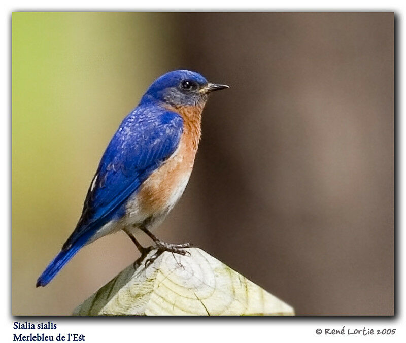 Eastern Bluebird