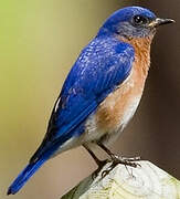 Eastern Bluebird