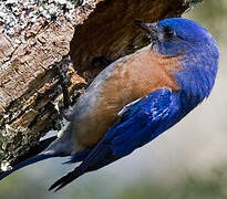 Eastern Bluebird