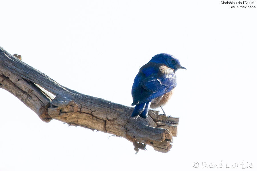 Western Bluebird male adult, identification