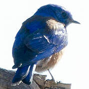 Western Bluebird