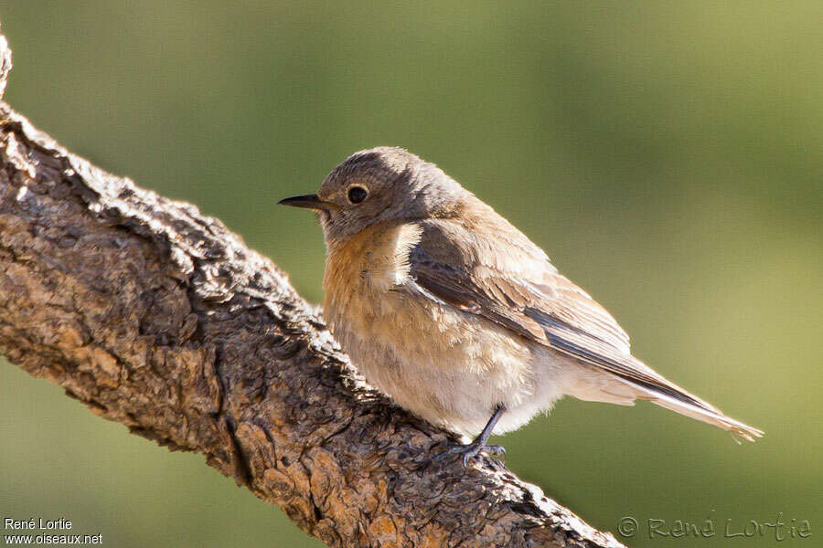 Western Bluebird female adult, identification