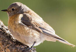 Western Bluebird