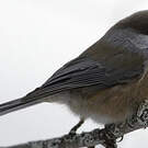 Mésange à tête brune