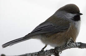 Boreal Chickadee