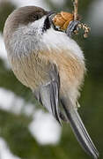 Boreal Chickadee